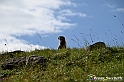VBS_1 -  Plateau du Mont-Cenise, Grand Croix, Marmotte_-_0106 mt